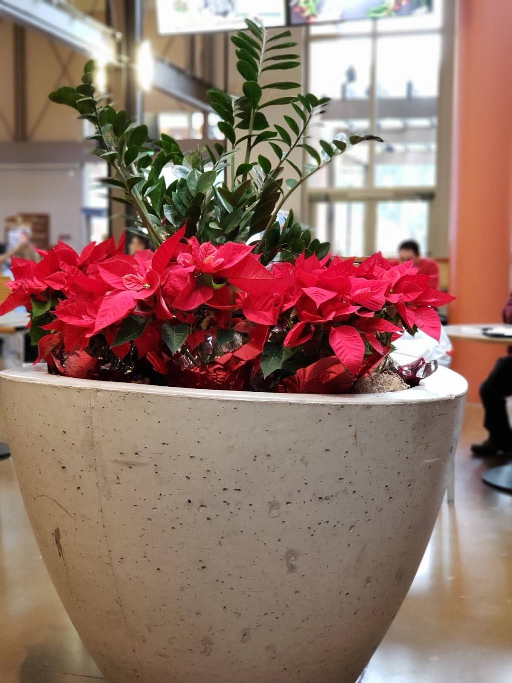 Subway Restaurants | restaurant | 5800 Northgate Mall FC7, San Rafael, CA 94903, USA | 4154440782 OR +1 415-444-0782