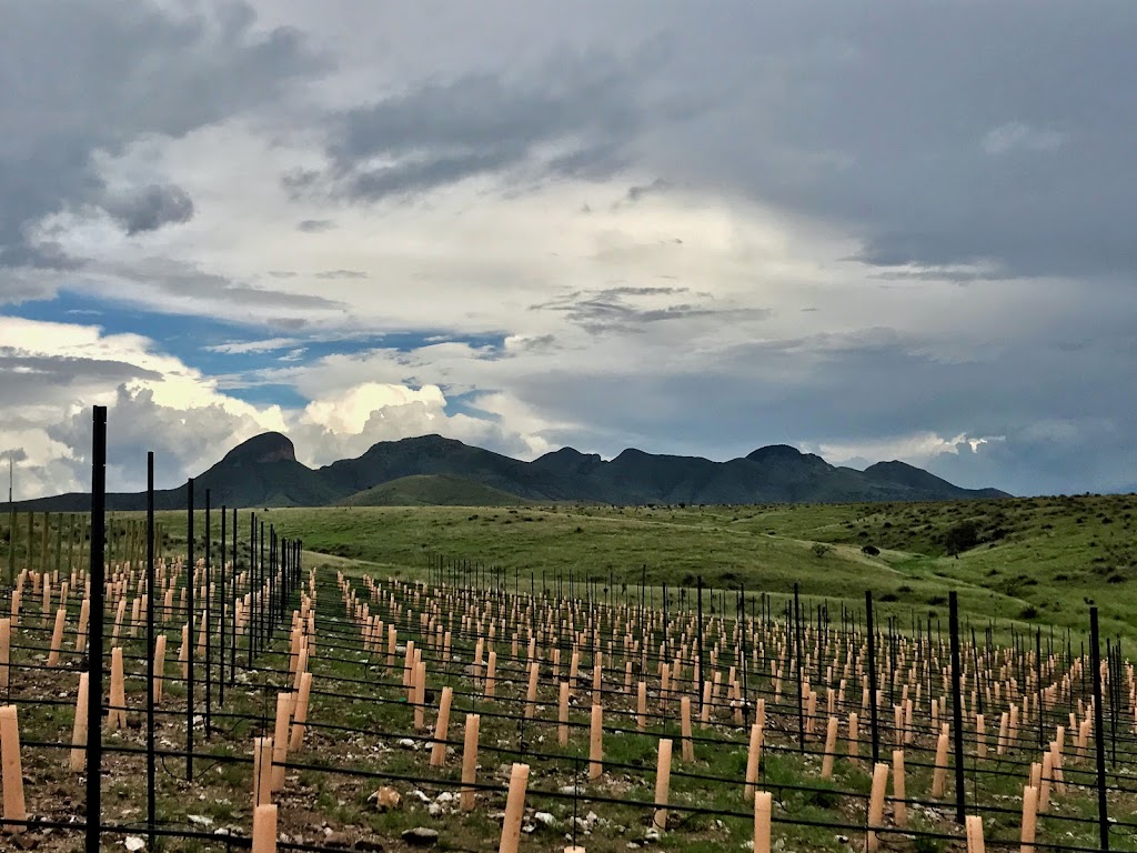 Rune Wines | restaurant | 3969 AZ-82, Sonoita, AZ 85637, USA | 5203388823 OR +1 520-338-8823