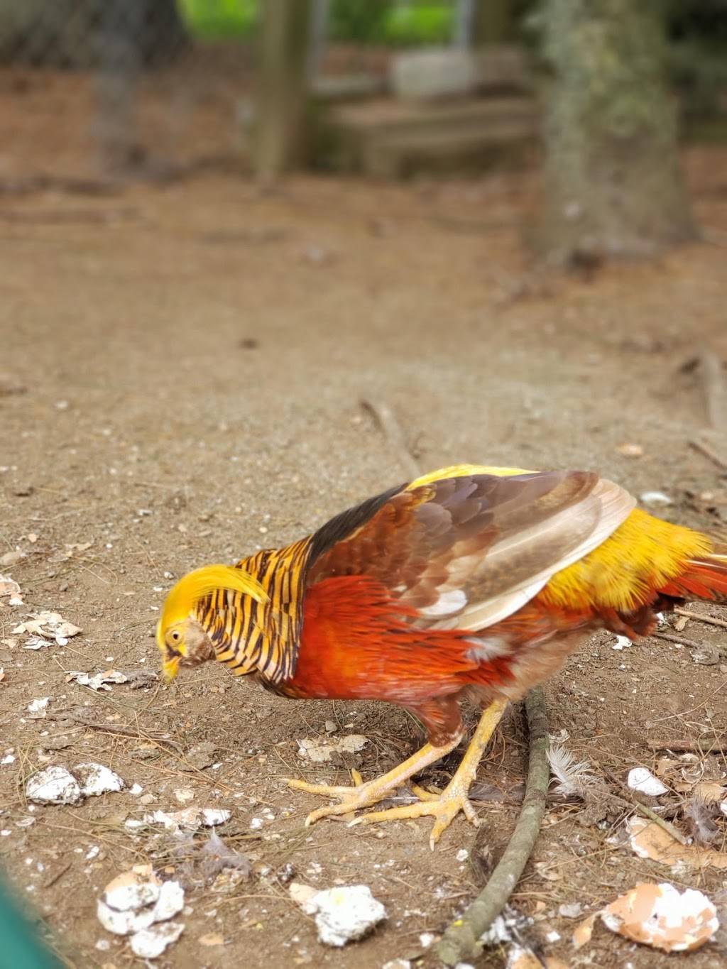 Lakeside Farm Stand | restaurant | 31 Lake Dr, Guilford, CT 06437, USA | 2034570152 OR +1 203-457-0152