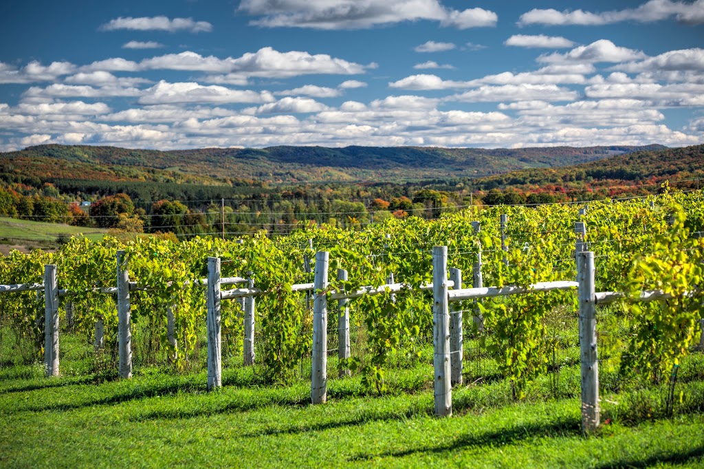 Petoskey Farms Vineyard & Winery | restaurant | 3720 Atkins Rd, Petoskey, MI 49770, USA | 2312909463 OR +1 231-290-9463
