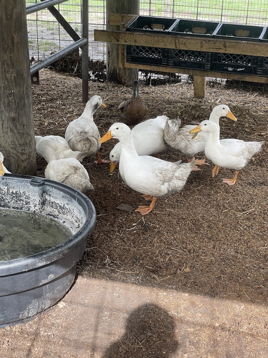 JWT Chicken Sales (Farm) | restaurant | 2401 Trowbridge Rd, Fort Pierce, FL 34945, USA | 7728019310 OR +1 772-801-9310