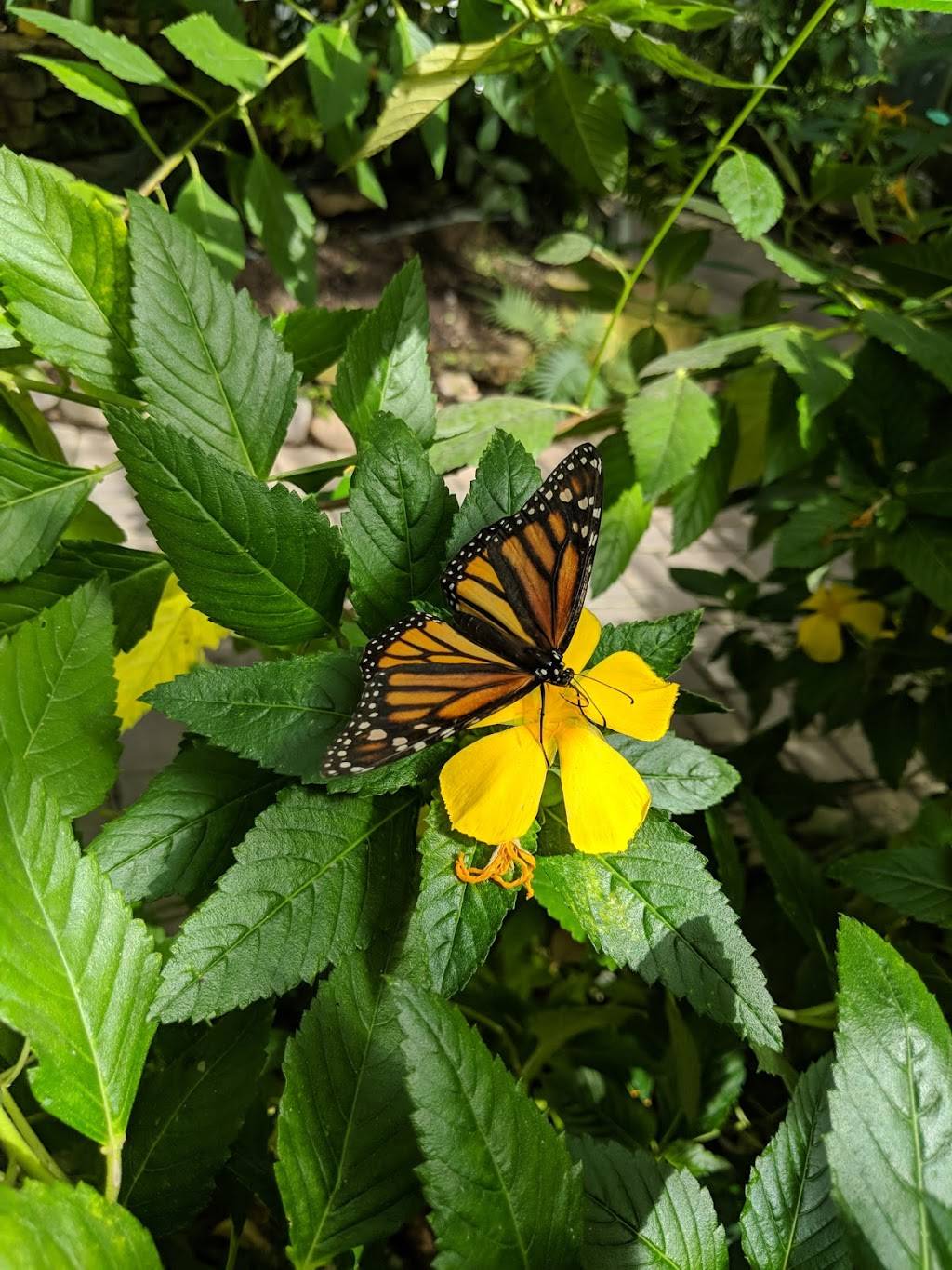 The Shops at The Butterfly Estates and Florida Native Butterfly  | restaurant | 1815 Fowler St, Fort Myers, FL 33901, USA | 2396902359 OR +1 239-690-2359