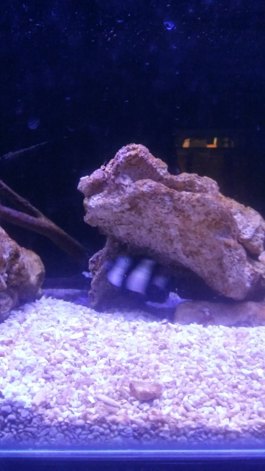 Little Saigon | restaurant | 16752 N Miami Ave, North Miami Beach, FL 33169, USA | 3056533377 OR +1 305-653-3377