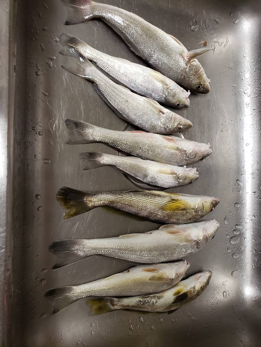 Pier 14 Restaurant & Lounge | restaurant | 1306 Ocean Blvd, Myrtle Beach, SC 29577, USA | 8434484314 OR +1 843-448-4314