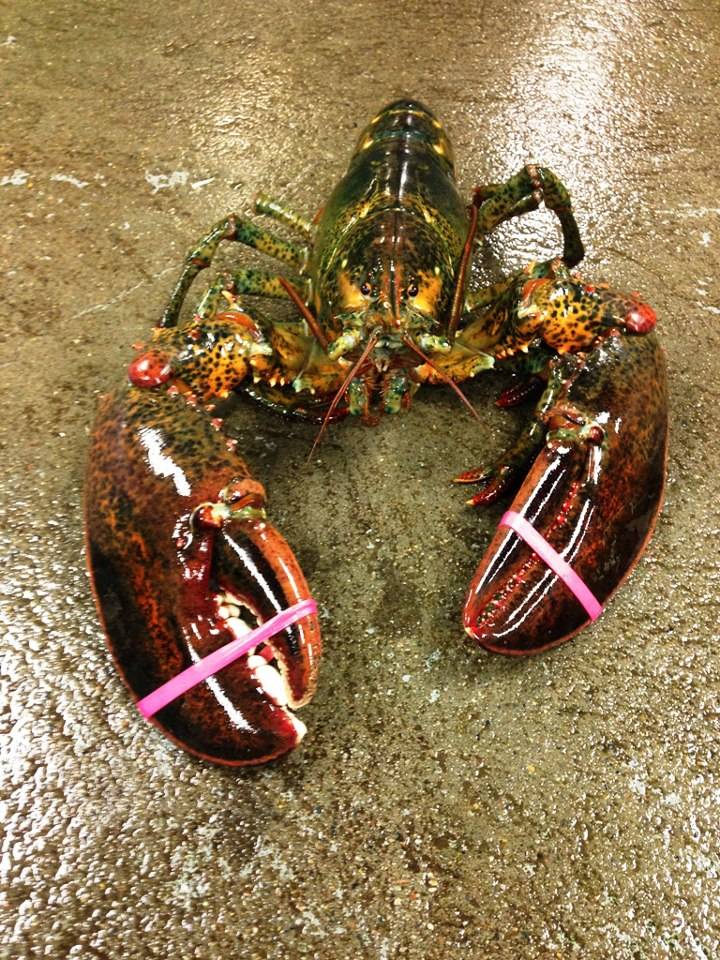 Liberty Lobster | restaurant | 35 Homers Wharf, New Bedford, MA 02740, USA | 5089974500 OR +1 508-997-4500