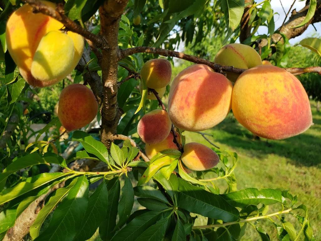 Berry Good Farms | restaurant | 930 William Gibbs Rd, Tifton, GA 31793, USA | 2298210746 OR +1 229-821-0746