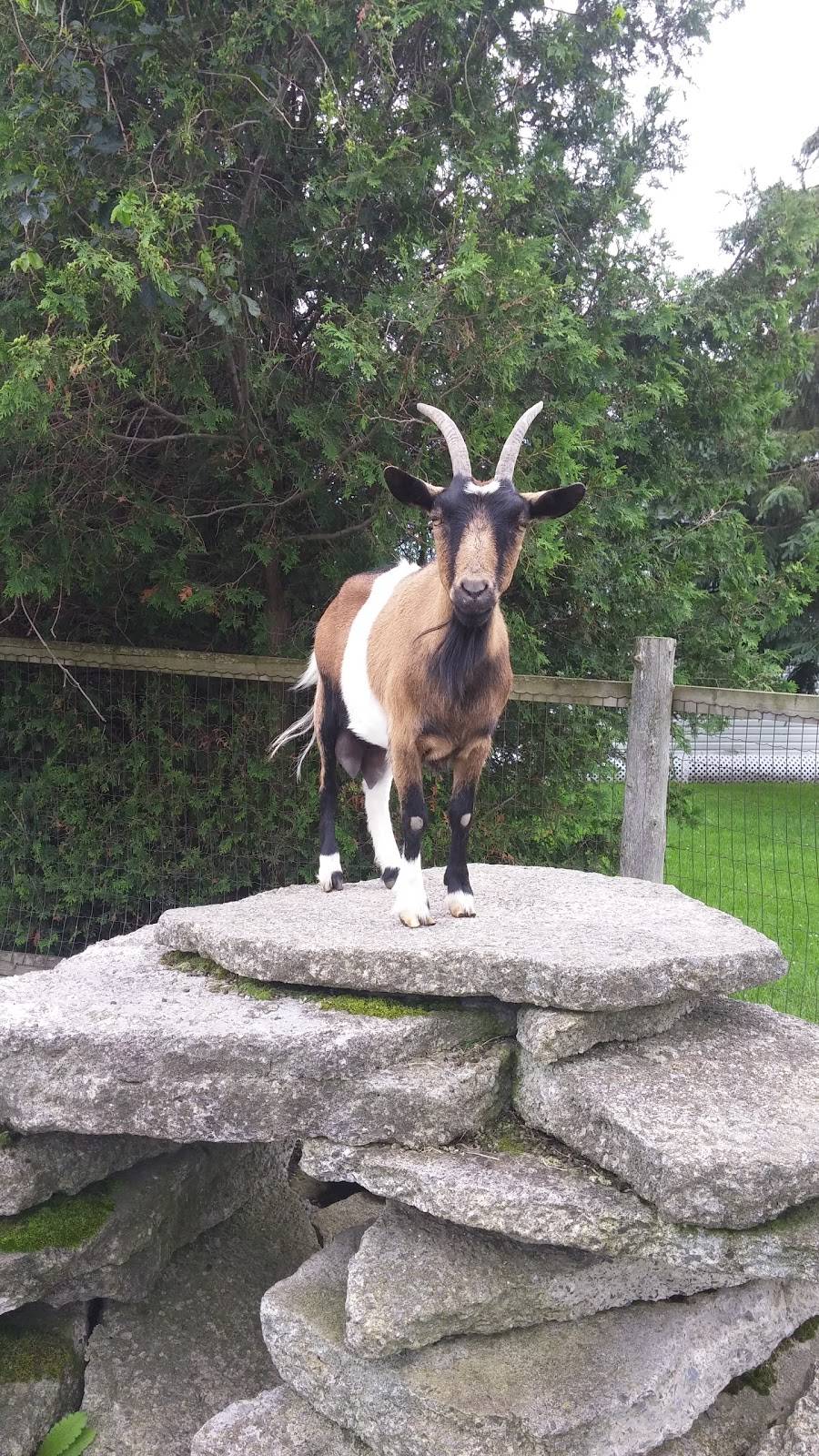 Ferme Drouin Farm | restaurant | 1230 Rte 400, Casselman, ON K0A 1M0, Canada | 6137642181 OR +1 613-764-2181