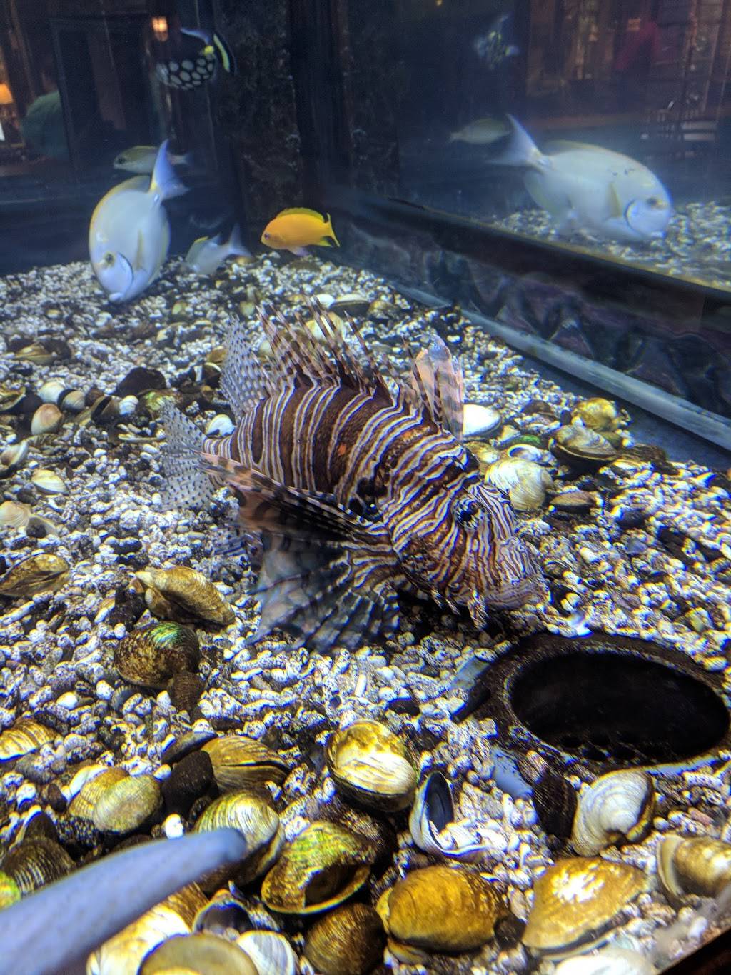 Islamorada Fish Company | restaurant | 11550 Lakeridge Pkwy, Ashland, VA 23005, USA | 8044964800 OR +1 804-496-4800