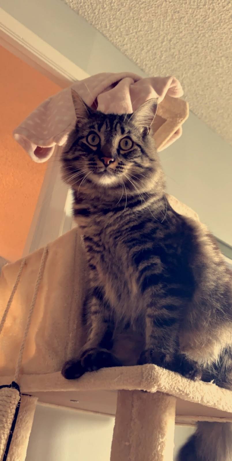 Molly Ramen•Poke•Tea | restaurant | 869 Lynnhaven Pkwy #109, Virginia Beach, VA 23452, USA | 7572222866 OR +1 757-222-2866