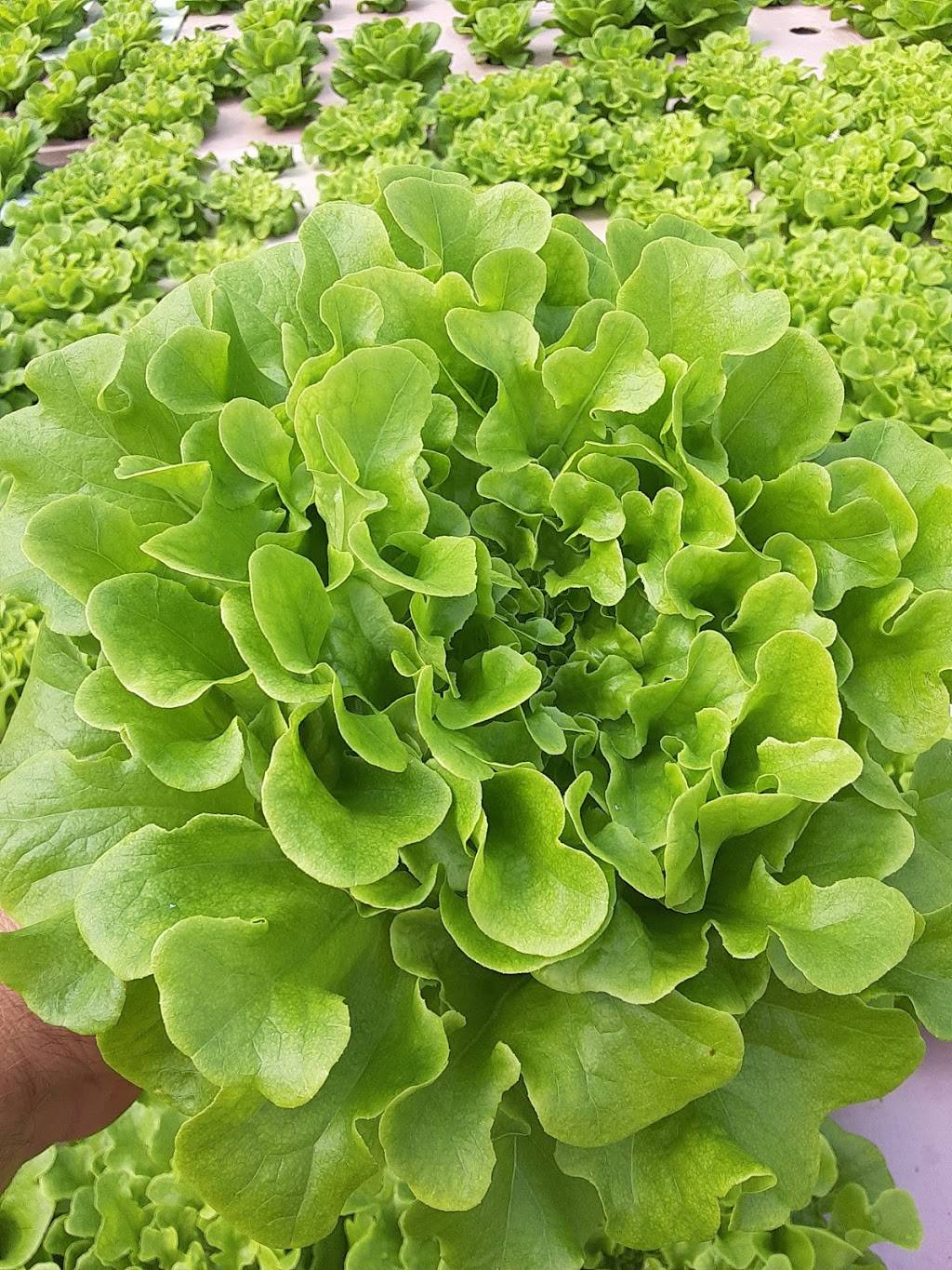 Ky Hydro Farm | restaurant | 14 Moors Camp Hwy, Benton, KY 42025, USA | 2707032178 OR +1 270-703-2178