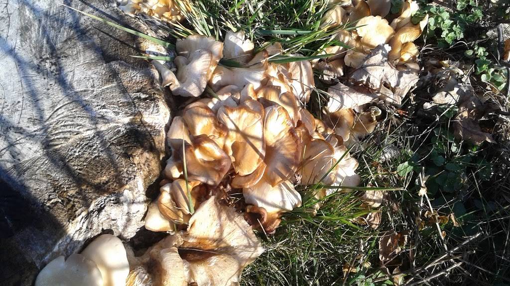 Steak-Out | meal delivery | 8317 Whitesburg Dr, Huntsville, AL 35802, USA | 2568831987 OR +1 256-883-1987