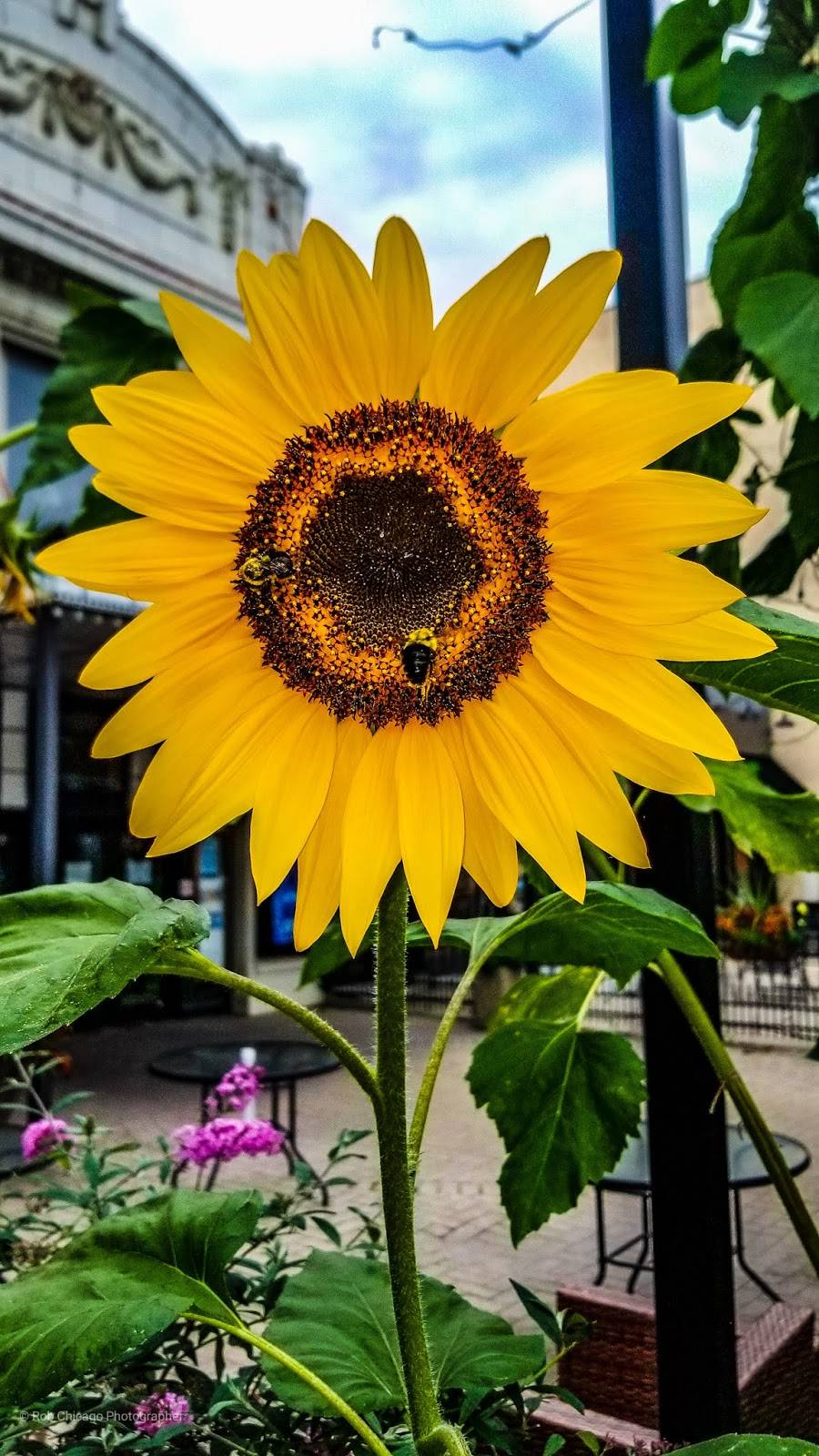 Starbucks | cafe | 6738 North Sheridan Avenue, Chicago, IL 60626, USA | 7737430417 OR +1 773-743-0417