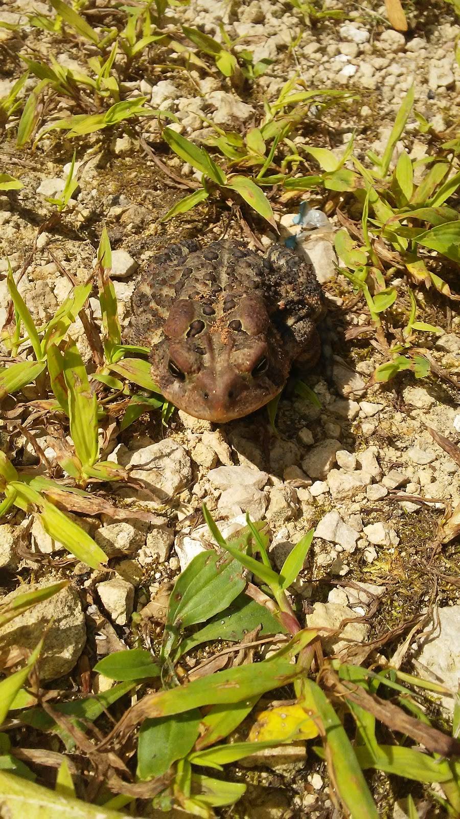 Hot Rod Nellies | restaurant | 122 S Jackson Rd, Pecatonica, IL 61063, USA | 8152392424 OR +1 815-239-2424
