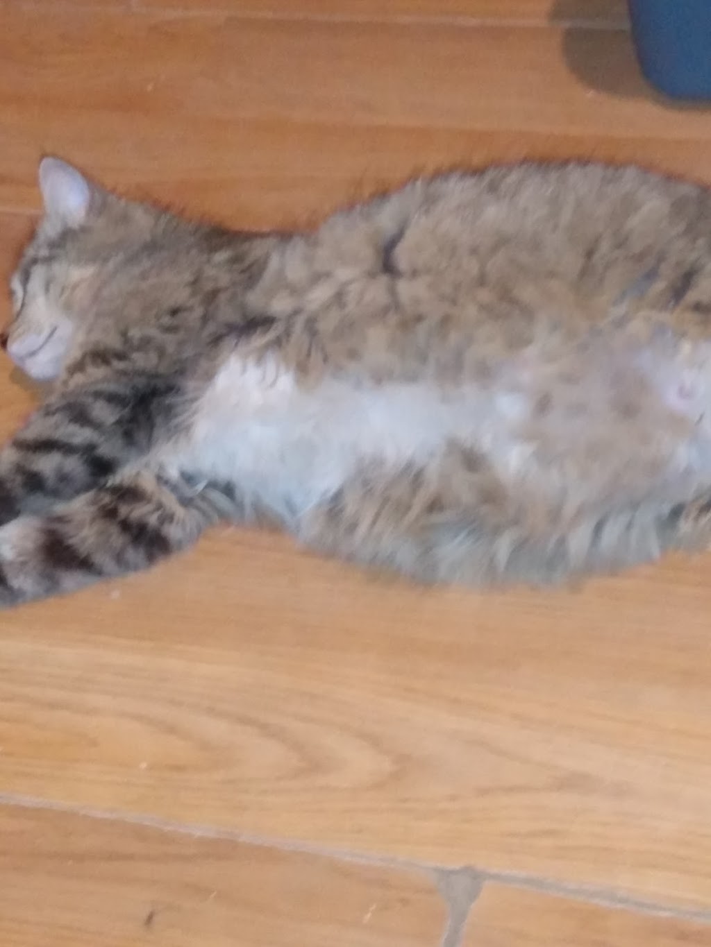 Phils Jazzy Barbecue | restaurant | 924 N Davis Hwy, Pensacola, FL 32501, USA | 8505303374 OR +1 850-530-3374