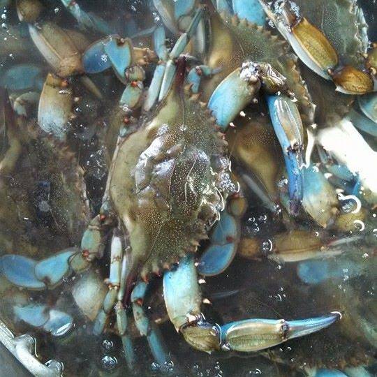 Richards Seafood Patio | restaurant | 1516 S Henry St, Abbeville, LA 70510, USA | 3378931693 OR +1 337-893-1693