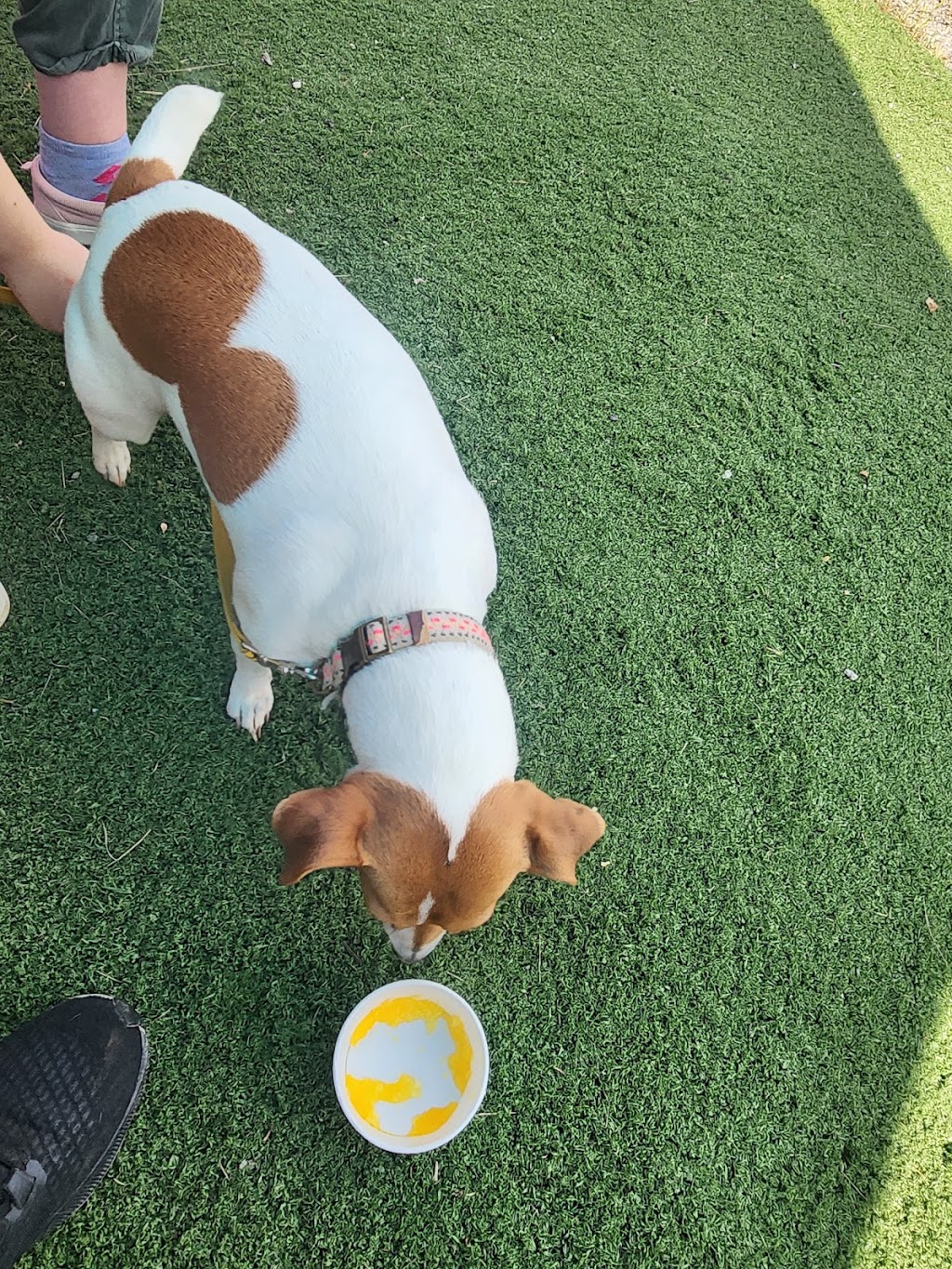 Pelicans SnoBalls | restaurant | 2619 Poinsett Hwy, Greenville, SC 29609, USA | 8034932775 OR +1 803-493-2775