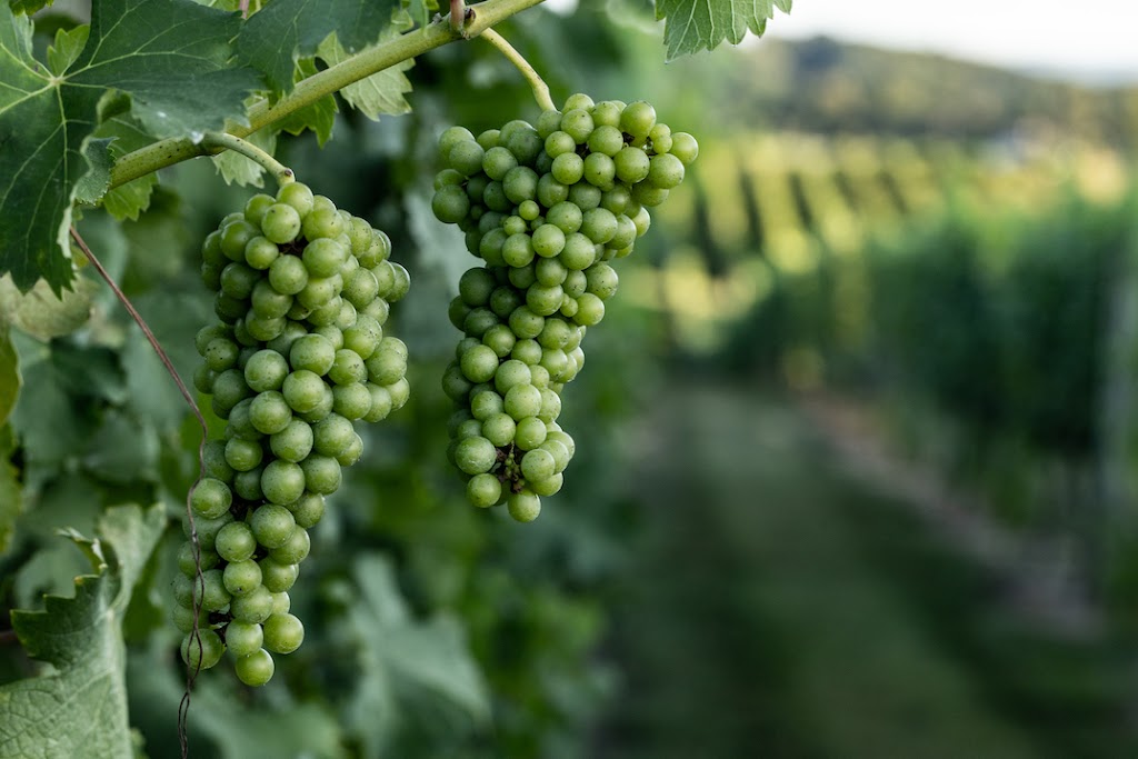 Nicewonder Vineyards Tasting Room | restaurant | 22091 Nicewonder Dr, Bristol, VA 24202, USA | 2762993260 OR +1 276-299-3260