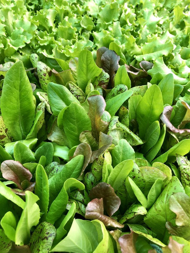 Urban Feed and Garden | restaurant | 4878 Beacon Ave S, Seattle, WA 98108, USA | 2064202047 OR +1 206-420-2047