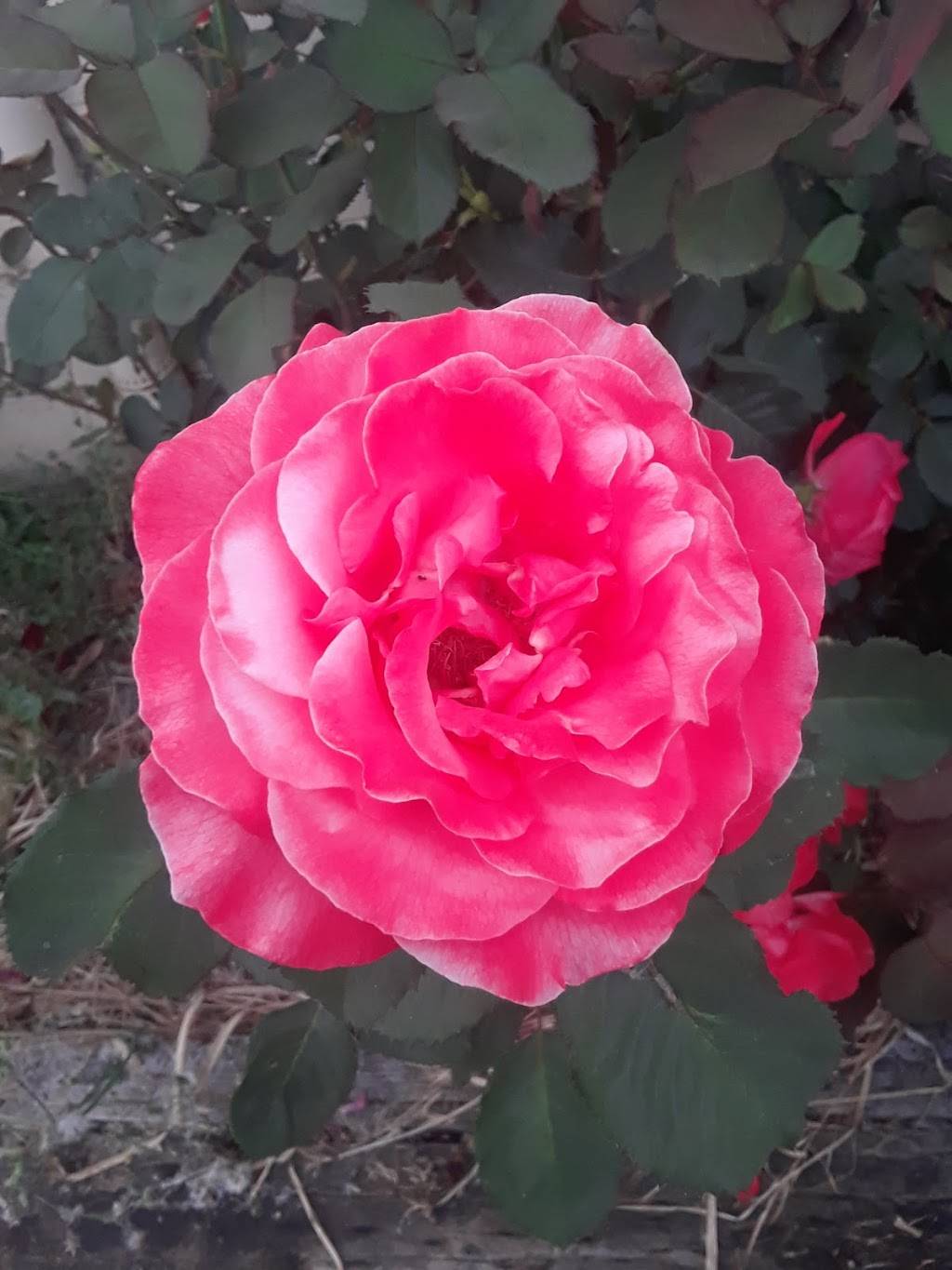 Lalos Mexican Food | restaurant | 6150 State Hwy 20, Lucerne, CA 95458, USA | 7072747016 OR +1 707-274-7016