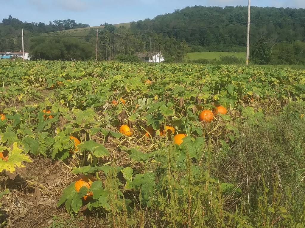 Kold Kup | restaurant | PA-487, Orangeville, PA 17859, USA | 5706836026 OR +1 570-683-6026