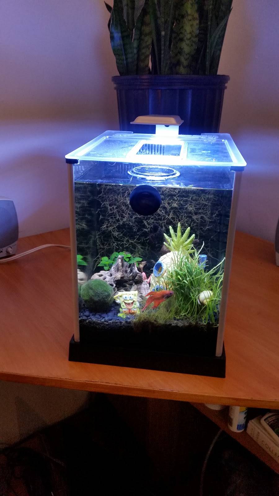 Italian-American Social Club | restaurant | 958 Oak Ln, Menlo Park, CA 94025, USA | 6503228933 OR +1 650-322-8933