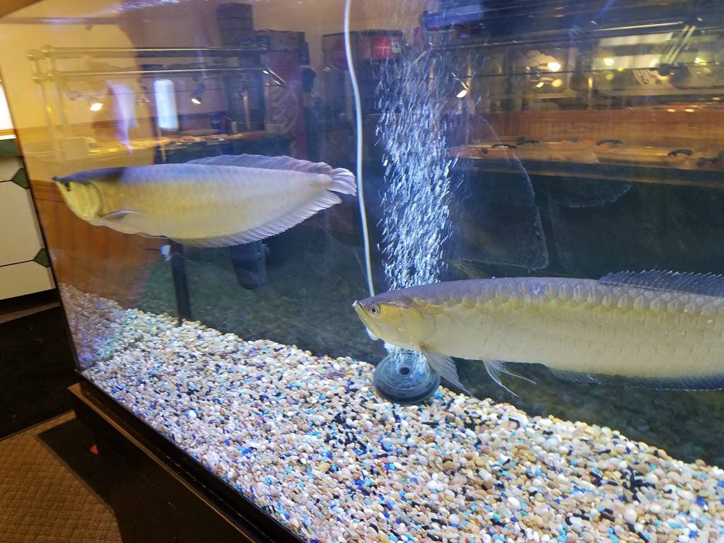 Happy Dragon | restaurant | 1230 W 103rd St, Kansas City, MO 64114, USA | 8169429995 OR +1 816-942-9995