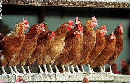 Wienerschnitzel | restaurant | 1212 N Azusa Ave, Covina, CA 91722, USA | 6269667900 OR +1 626-966-7900