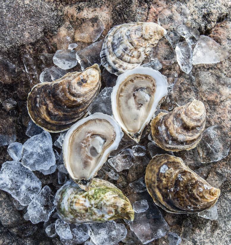 Glidden Point Oyster Farms | restaurant | 637 River Rd, Edgecomb, ME 04556, USA | 2073157066 OR +1 207-315-7066
