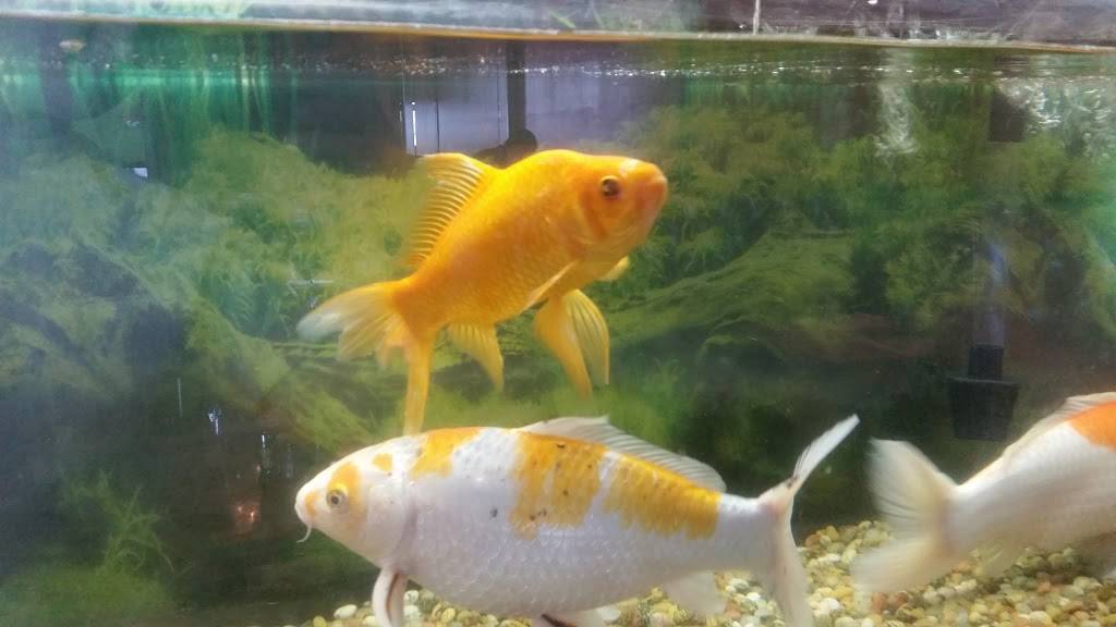 Peking House Restaurant | restaurant | 7916 Belair Rd, Baltimore, MD 21236, USA | 4106611703 OR +1 410-661-1703