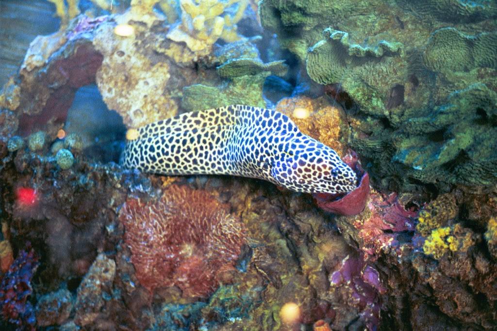 Shipwreck Tavern | restaurant | 10 Bayville Ave, Bayville, NY 11709, USA | 5166282628 OR +1 516-628-2628