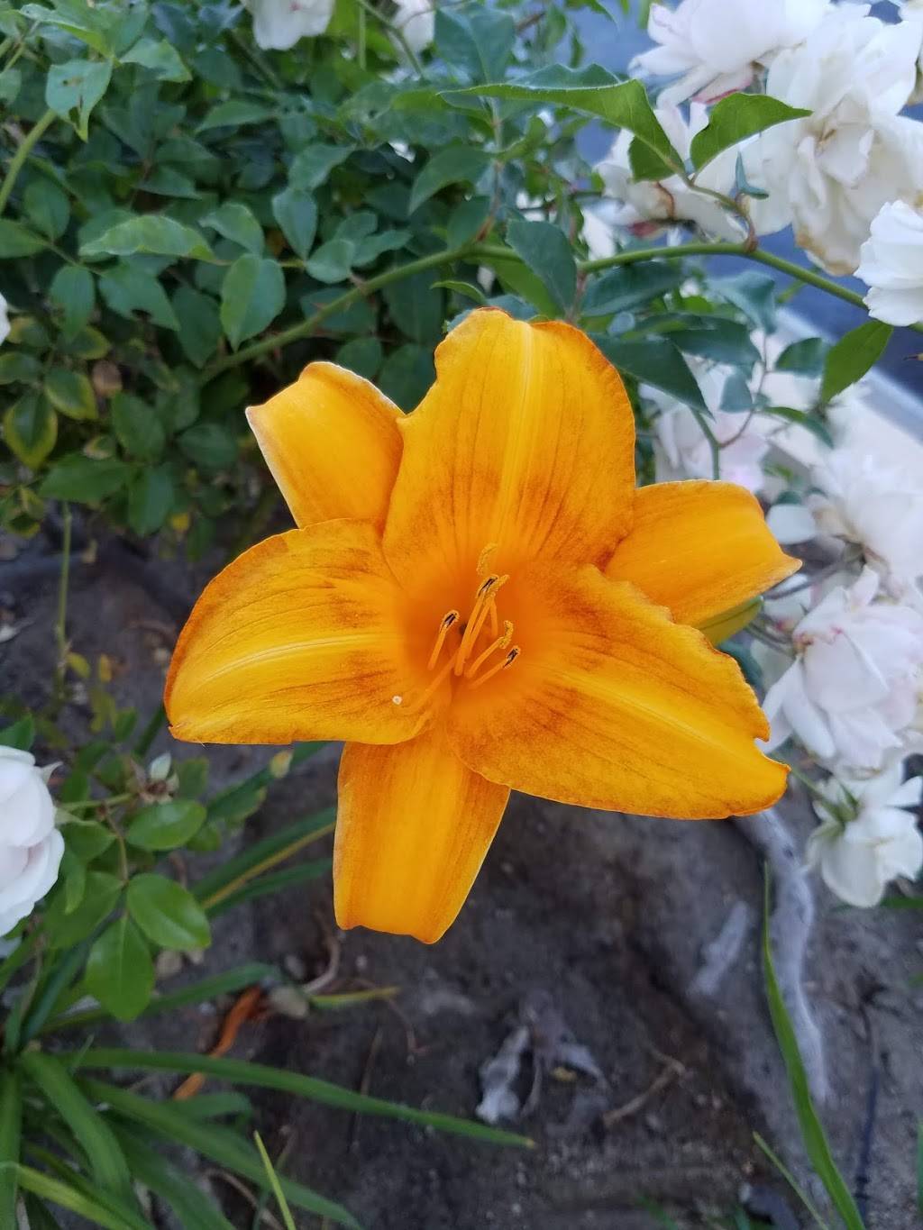 Sister Sicily Pizza & Pasta | restaurant | 18521 Yorba Linda Blvd, Yorba Linda, CA 92886, USA | 7147778989 OR +1 714-777-8989