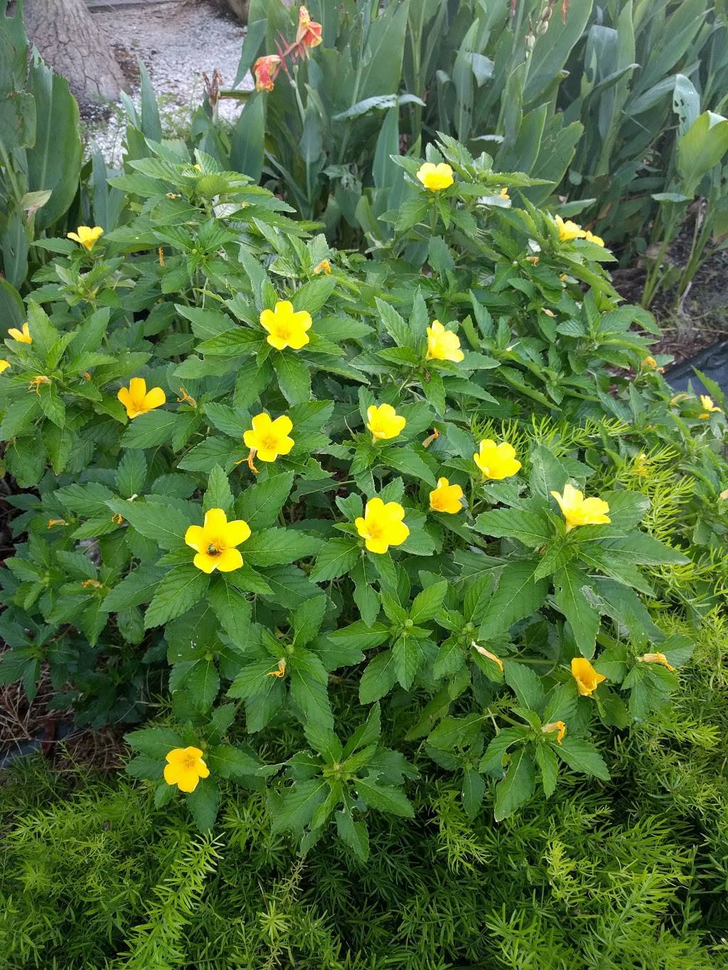 Euphemia Haye Restaurant & The Haye Loft | night club | 5540 Gulf of Mexico Dr, Longboat Key, FL 34228, USA | 9413833633 OR +1 941-383-3633