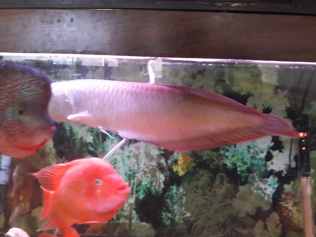 Alejandros Mexican Grill - Salem | restaurant | 1304 W Main St, Salem, VA 24153, USA | 5403871420 OR +1 540-387-1420