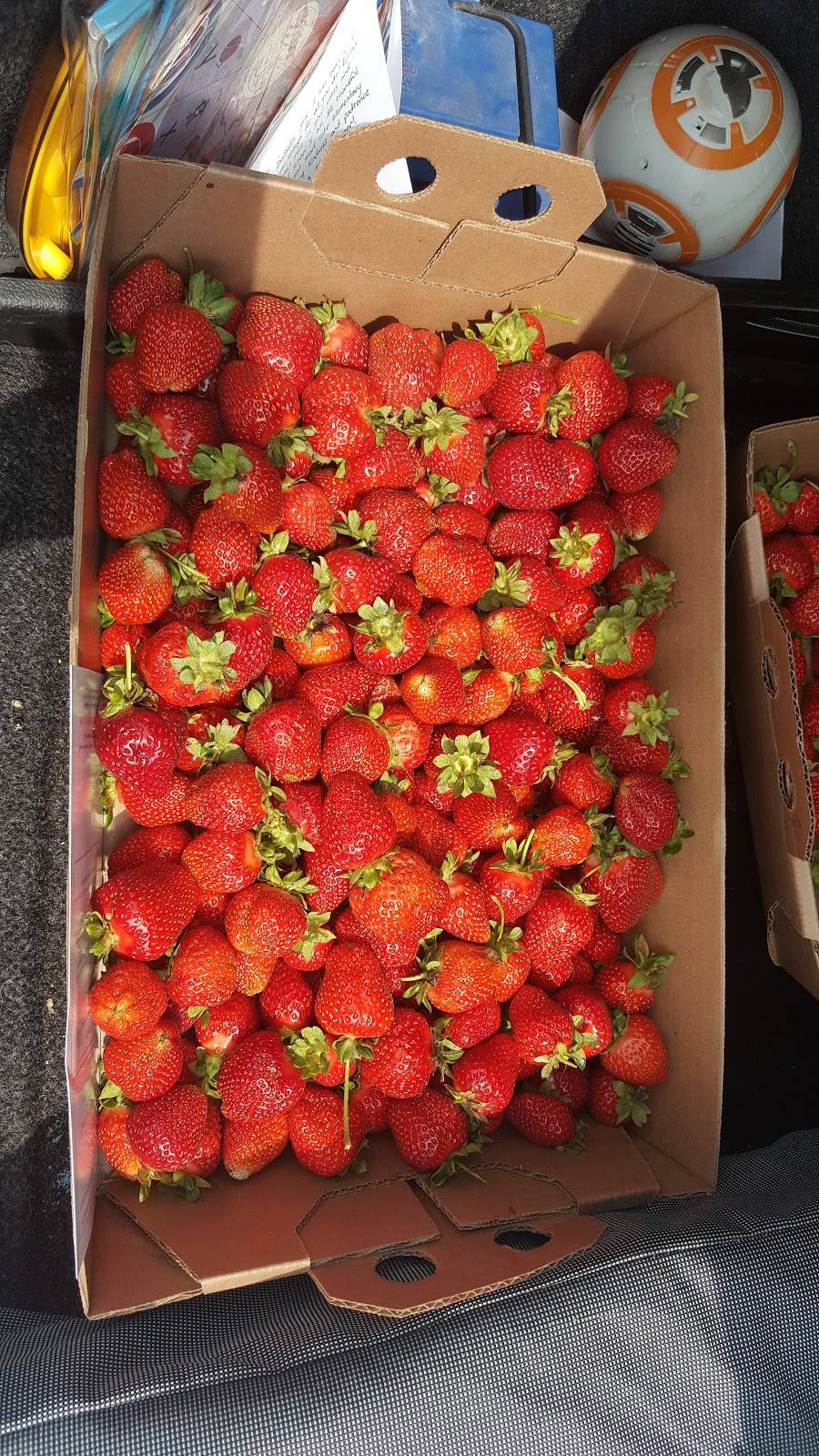 Bennys Berries | restaurant | 2136 N 100 Rd, Wellsville, KS 66092, USA | 9133136273 OR +1 913-313-6273