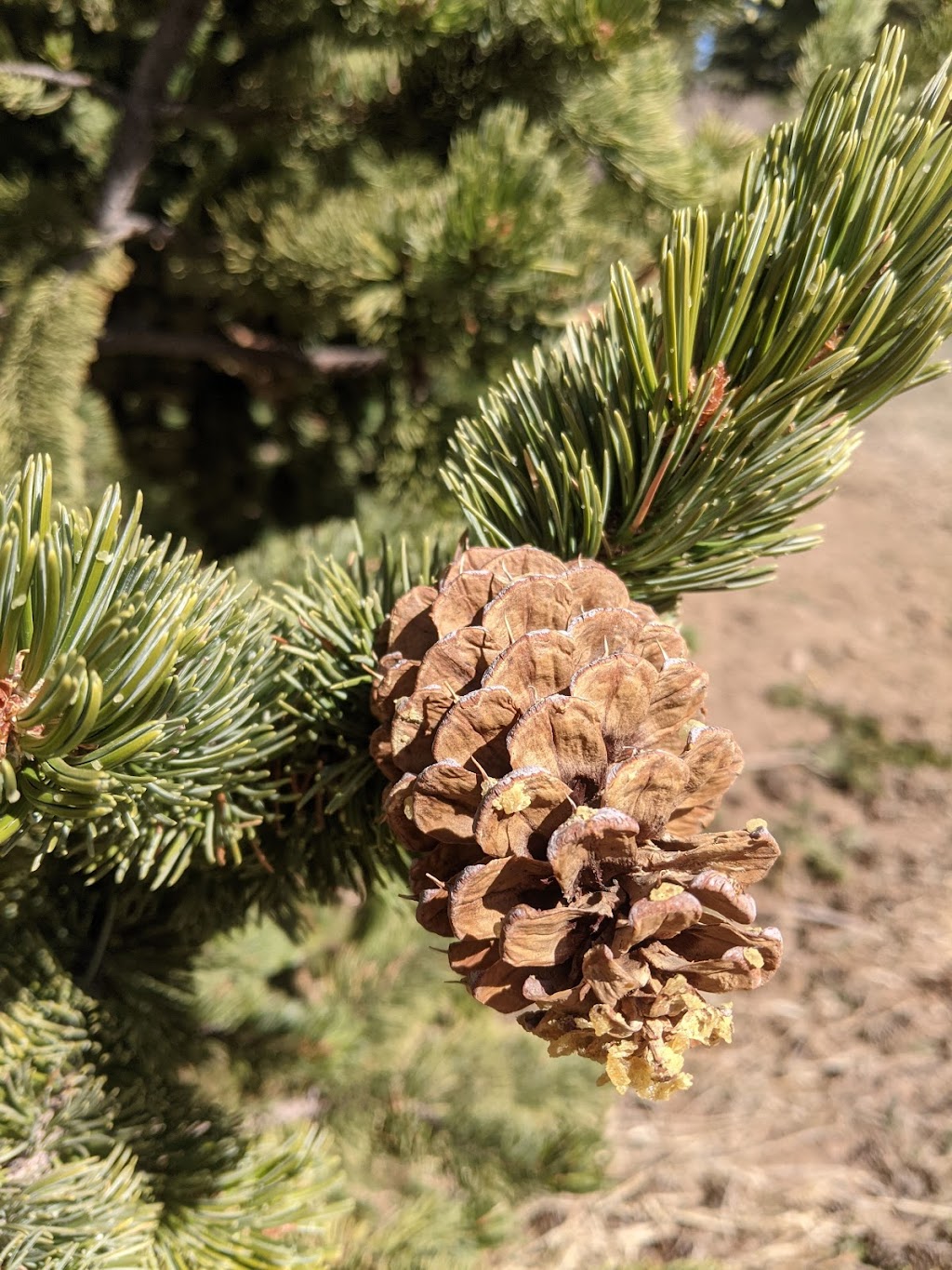 Alpine Lodge | restaurant | 6848 Co Rd 140, Westcliffe, CO 81252, USA | 7197832660 OR +1 719-783-2660