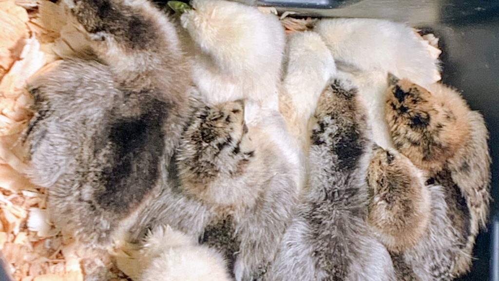 Sunny Side Silkies | restaurant | 7630 Center St, Emerald, PA 18080, USA | 4845535468 OR +1 484-553-5468