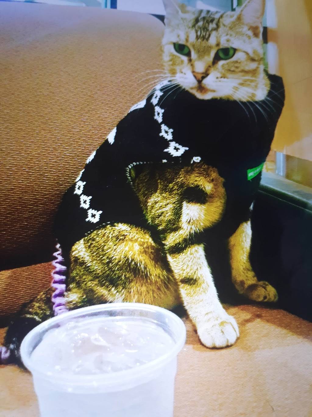 Wendys | restaurant | 294 Crossroads Pkwy, Savannah, GA 31408, USA | 9125440346 OR +1 912-544-0346