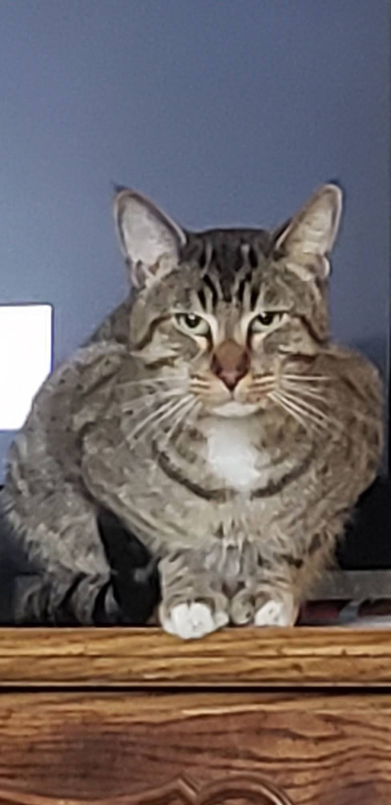 big fat chungus | restaurant | 1049 43rd St, Emeryville, CA 94608, USA | 5107129301 OR +1 510-712-9301