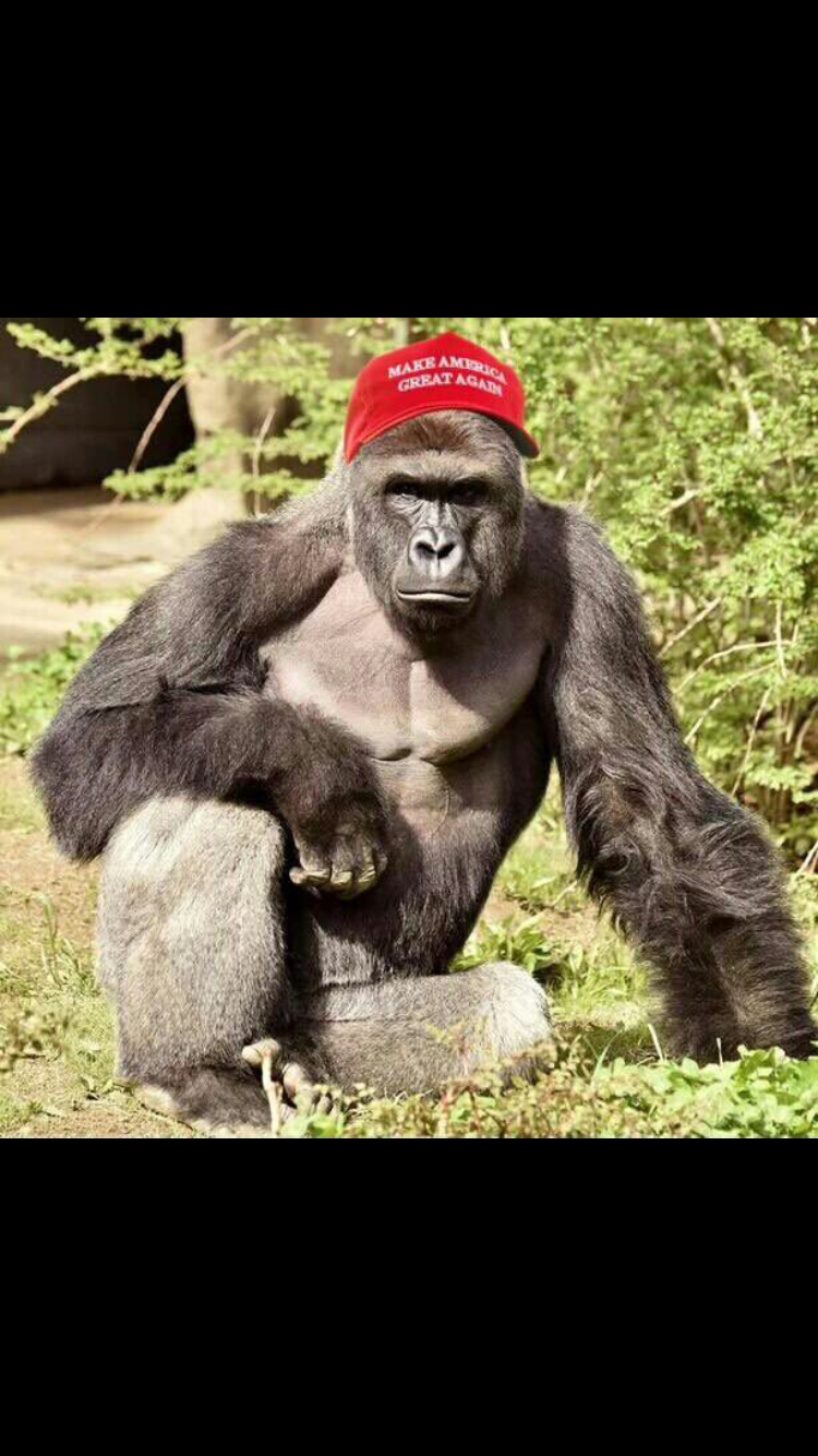 McDonalds | cafe | 2200 Snow Rd, Parma, OH 44134, USA | 2164591464 OR +1 216-459-1464