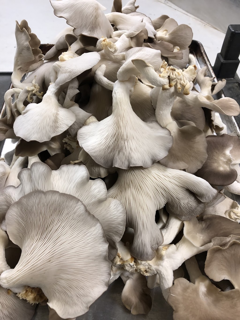 Professors Classic Sandwich Shop & More | restaurant | 521 E 11th St, Hays, KS 67601, USA | 7853012431 OR +1 785-301-2431