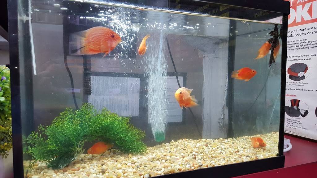 Spring Garden | restaurant | 8706 5th Ave, Brooklyn, NY 11209, USA | 7189215252 OR +1 718-921-5252