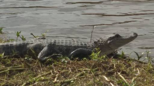 Mona Lisa Bar and Grill | restaurant | 439 Laroussini St, Westwego, LA 70094, USA | 5043417097 OR +1 504-341-7097