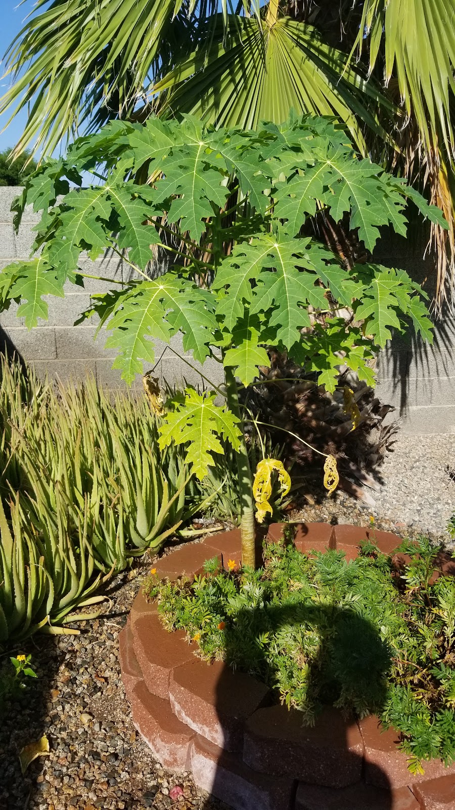 Black Rock Coffee Bar | bakery | 24645 N Lake Pleasant Pkwy, Peoria, AZ 85383, USA | 6234717545 OR +1 623-471-7545