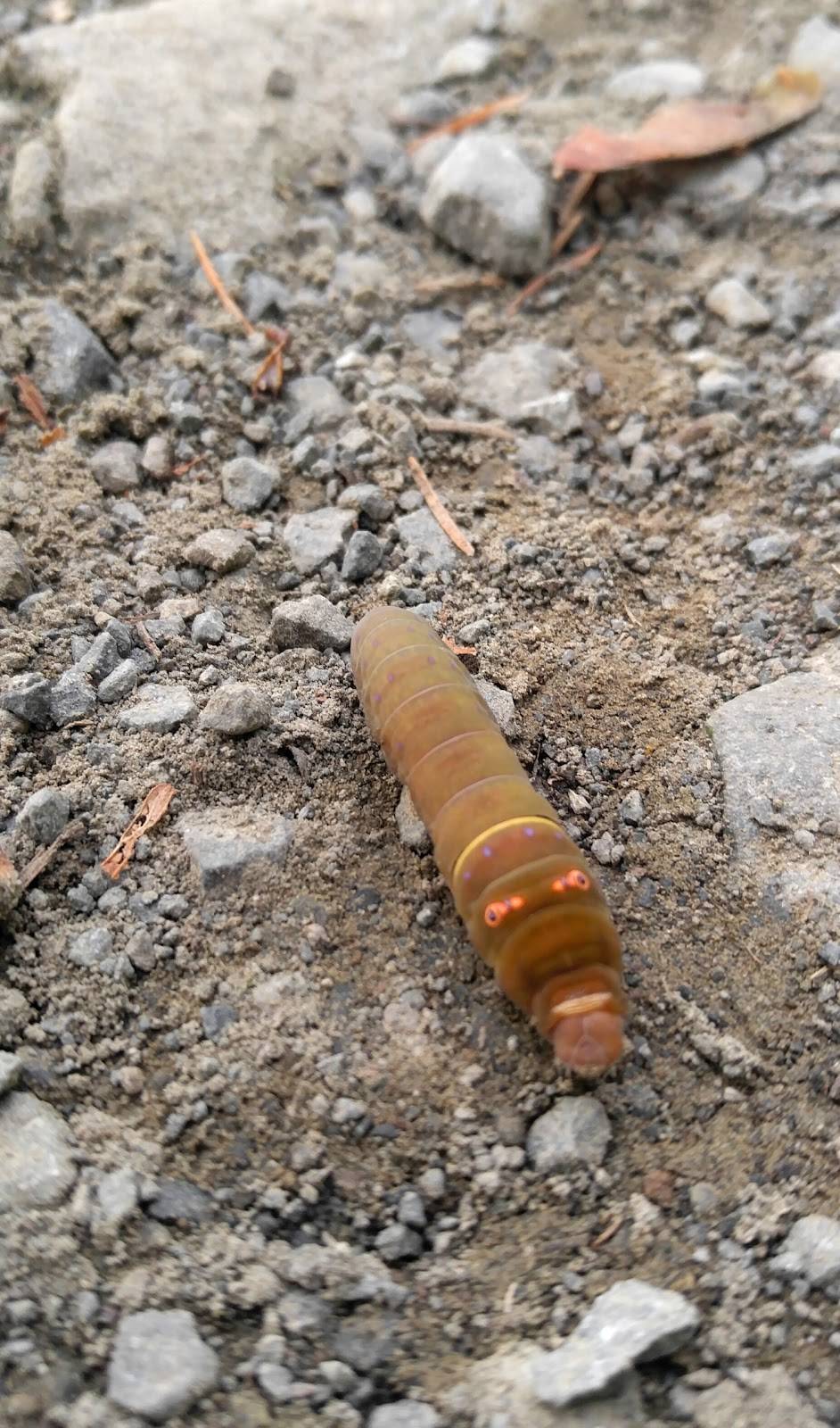 Avalanche Delite | restaurant | 1404 1st St, Enumclaw, WA 98022, USA | 3608252900 OR +1 360-825-2900