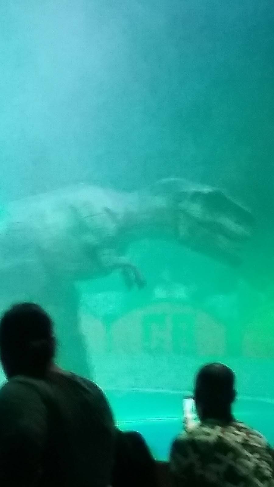 Papa Johns Pizza | restaurant | 13500 Tomball Pkwy, Houston, TX 77086, USA | 2814457272 OR +1 281-445-7272