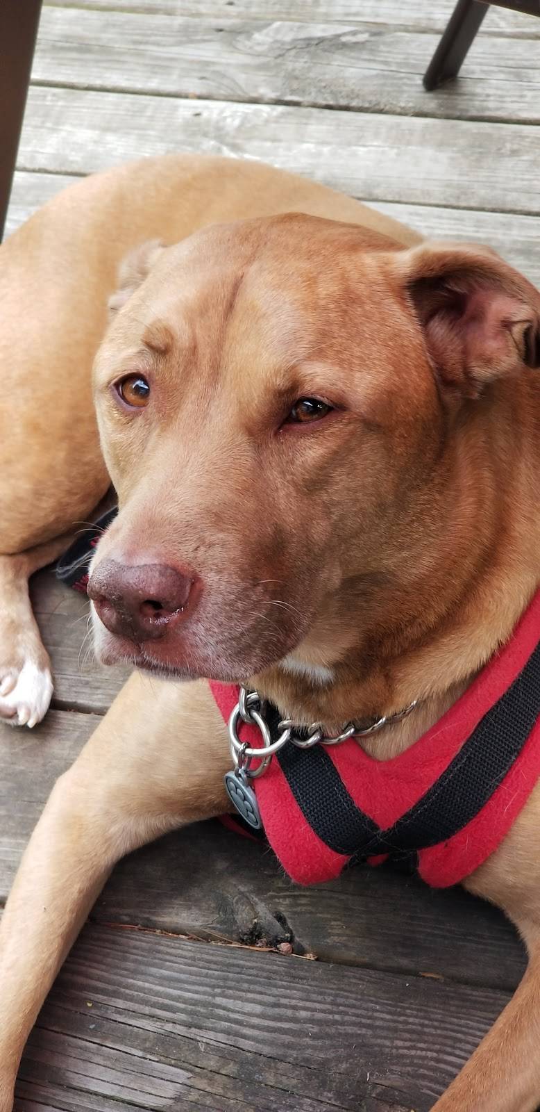 Everbreeze Resort LLC | restaurant | 13755 Lake Shore Ln #9539, Mountain, WI 54149, USA | 7152767585 OR +1 715-276-7585