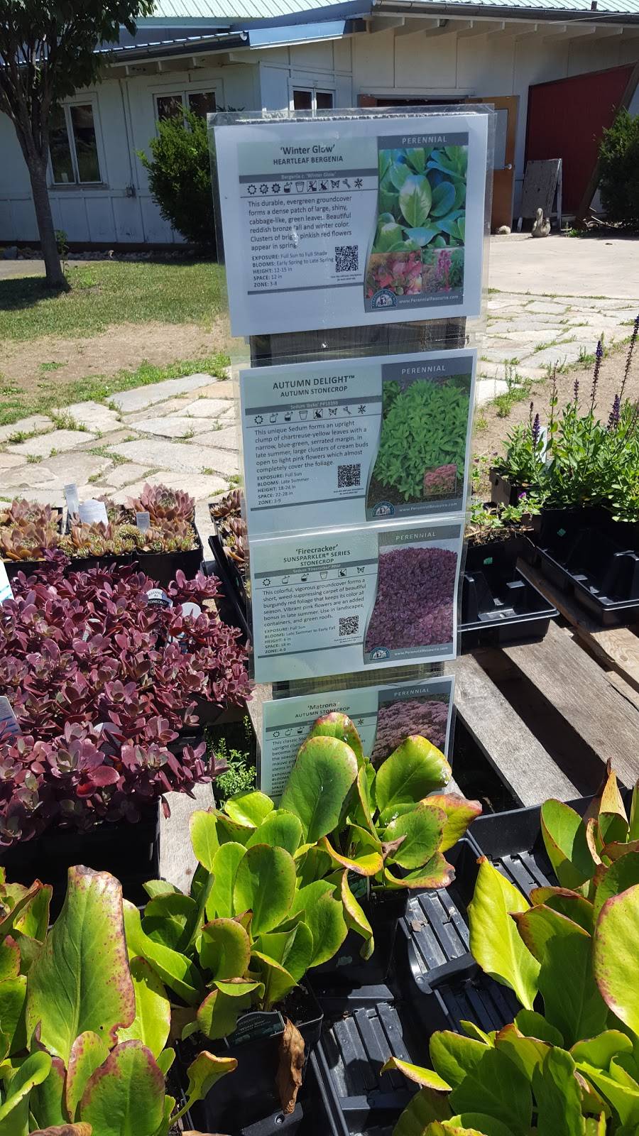 Wards Berry Farm | bakery | 614 S Main St, Sharon, MA 02067, USA | 7817843600 OR +1 781-784-3600