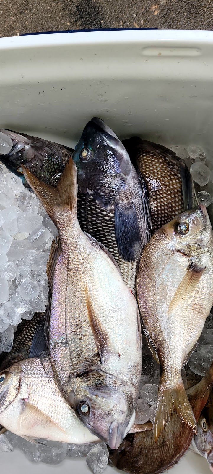 Kims Seafood | meal takeaway | 1336 Windrim Ave, Philadelphia, PA 19141, USA | 2153244828 OR +1 215-324-4828