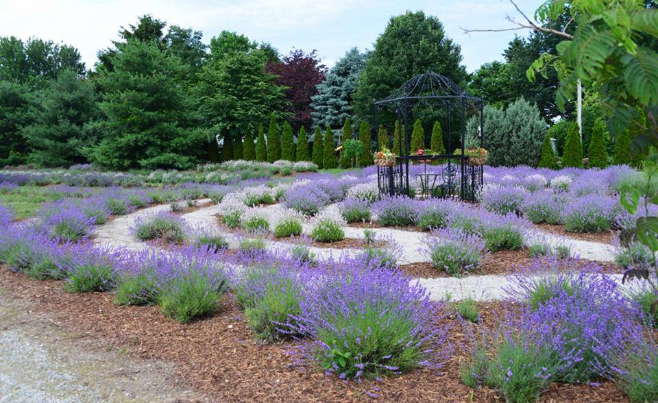 Serenity Lavender Farm Inc | restaurant | 130 Essex County Rd 50, Harrow, ON N0R 1G0, Canada | 5197386111 OR +1 519-738-6111