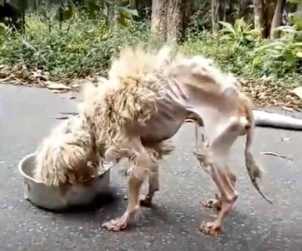 Fox’s Tavern | restaurant | 205 W Wine St, Connellsville, PA 15425, USA | 7246282620 OR +1 724-628-2620